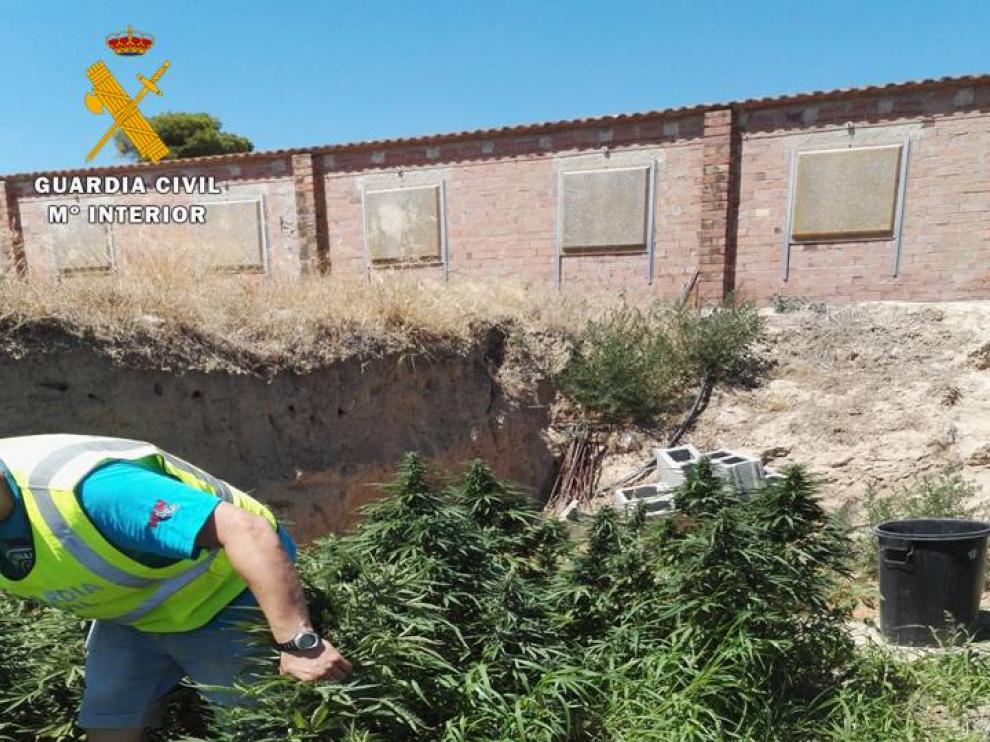 Foto archivo de agentes del Seprona mientras retiran plantas de marihuana.