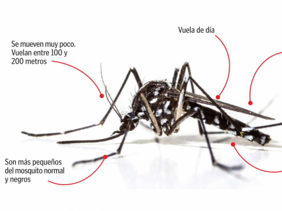 Características del mosquito tigre.