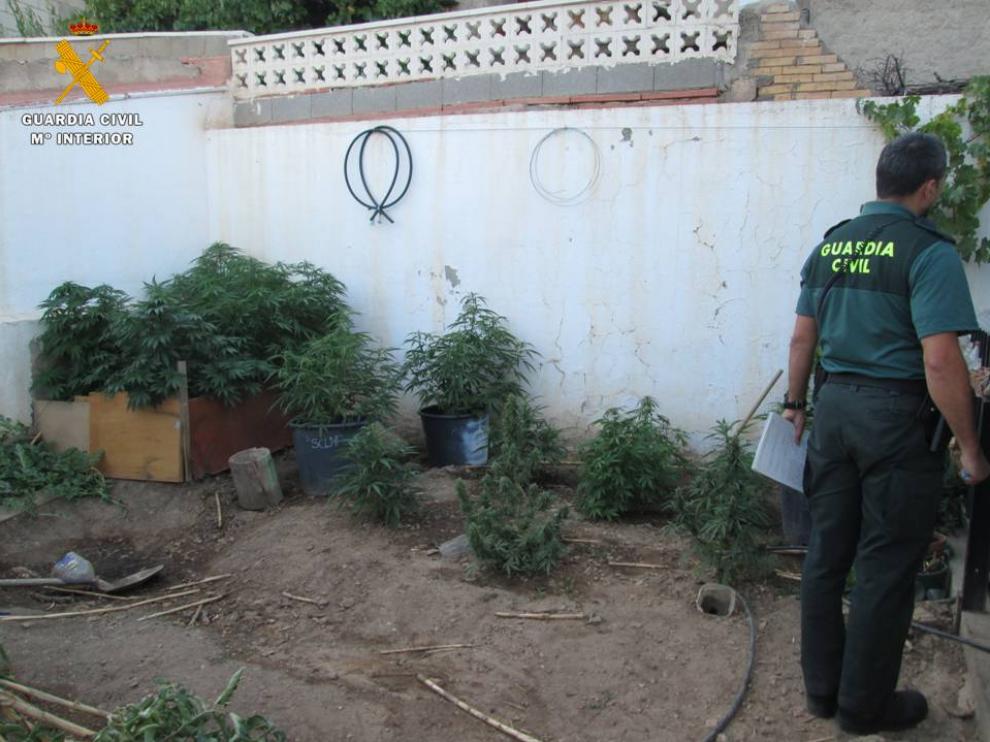 Fueron intervenidas un total de 46 plantas en estado de crecimiento y 76 gramos de marihuana seca.