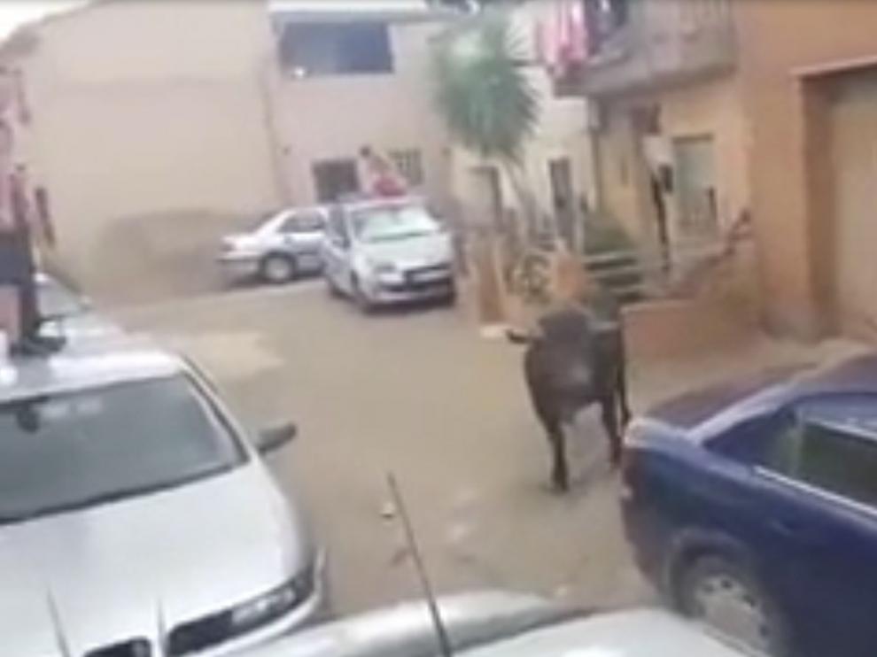 El novillo salió del recinto habilitado tras romper un cerrojo.