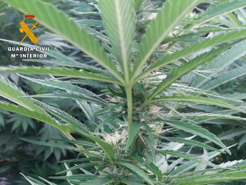 Descubren una plantación de marihuana al acudir a levantar un cadáver en San Juan de Mozarrifar.
