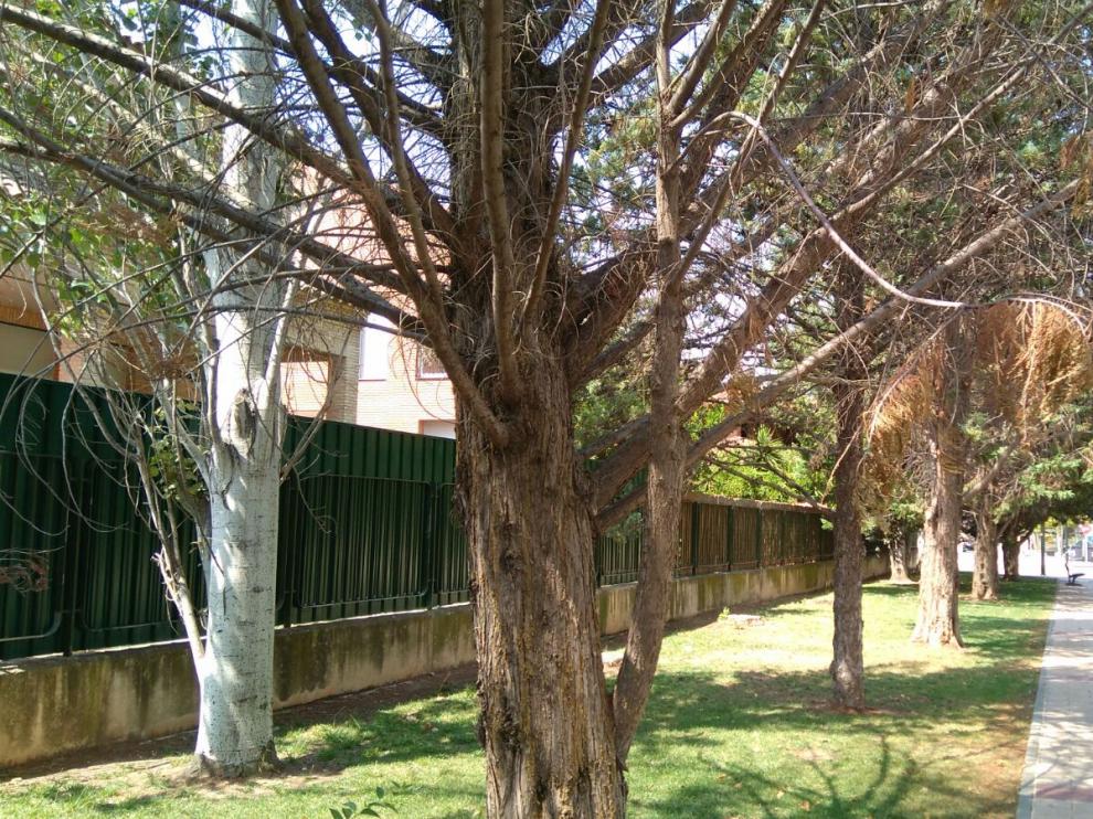 Arbolado deteriorado en Montecanal