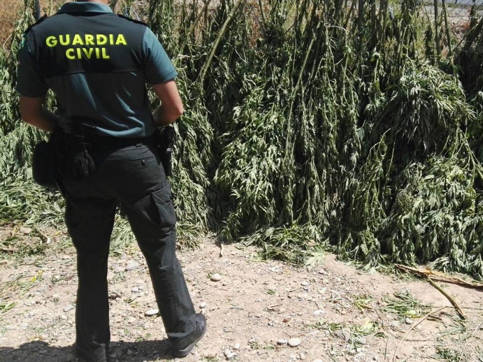 Intervenidas 74 plantas de marihuana en Belver de Cinca ocultas en campos de maíz