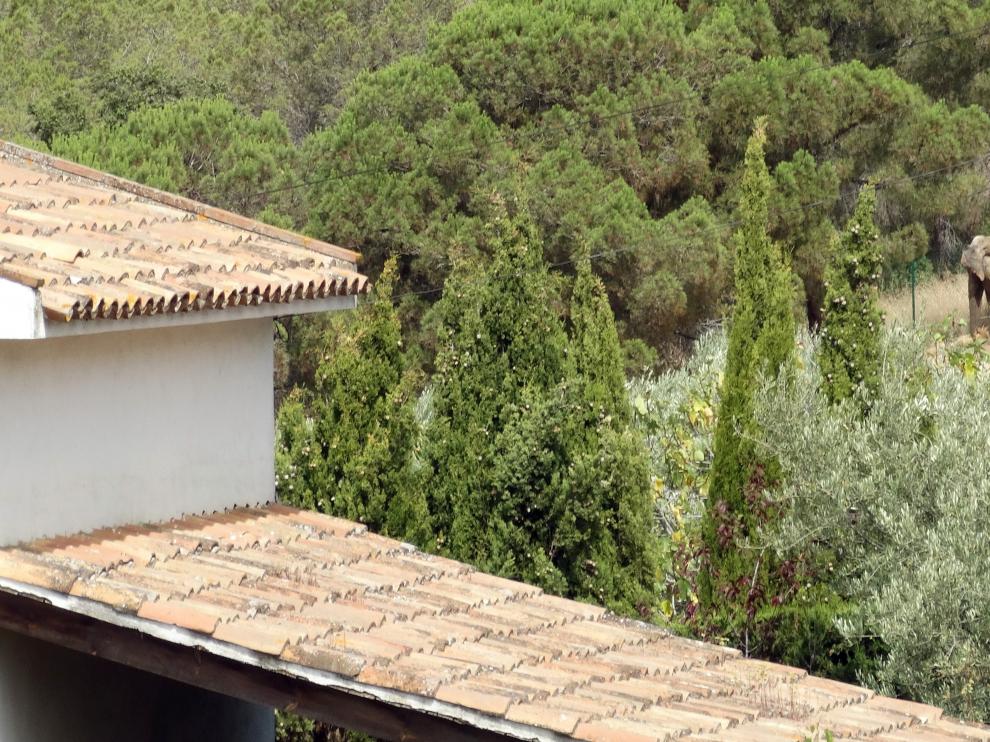 Dumba vive en un jardín de unos 100 metros cuadrados en Caldes de Montbui.
