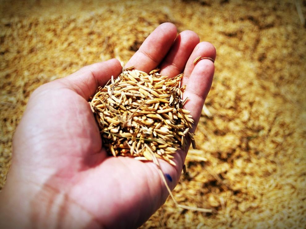 El salvado está formado por las capas más externas del grano.