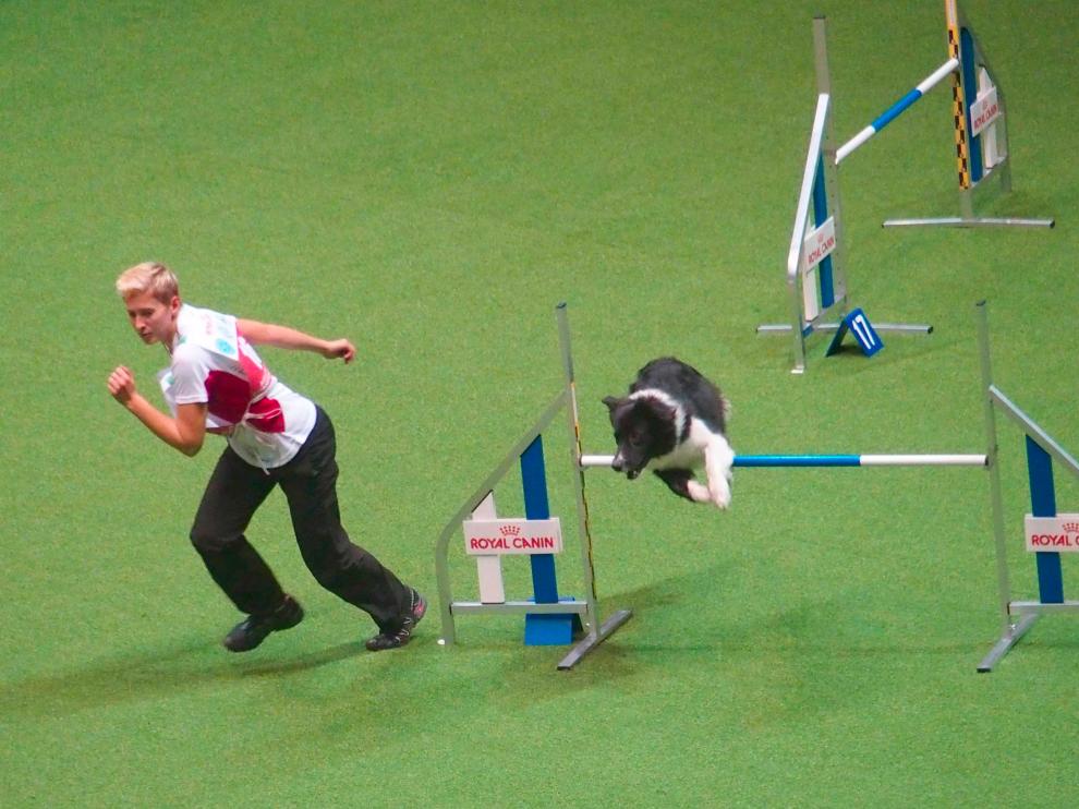 Incrementar la actividad física de las mascotas puede resolver problemas de conducta.
