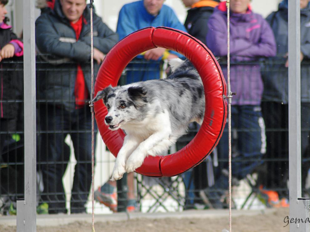 El 'agility' supone un reto intelectual para las mascotas.