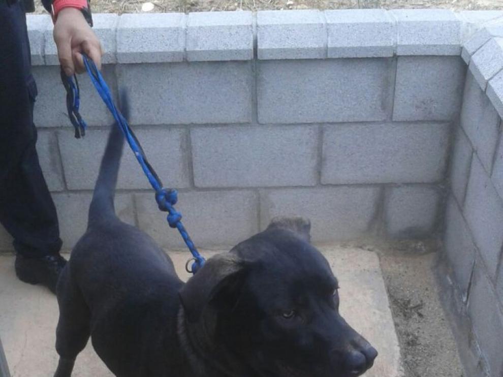 Pachi tiene un año y es uno de los 22 perros que esperan su adopción.