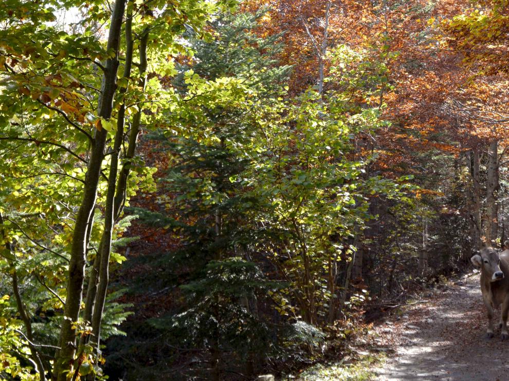 Colores más propios del otoño en un bosque en Llanos del Hospital (Benasque).