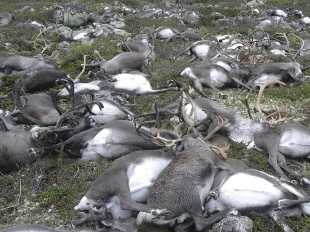 320 renos salvajes murieron por un rayo en Noruega