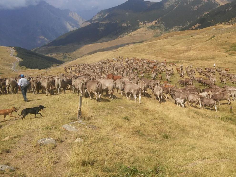 El ganado baja desde el Ampríu hacia Cerler, primera etapa del viaje.