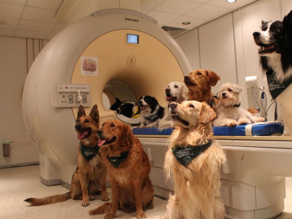 Los 13 perros entrenados a lo que se le realizó una resonancia magnética para el estudio.