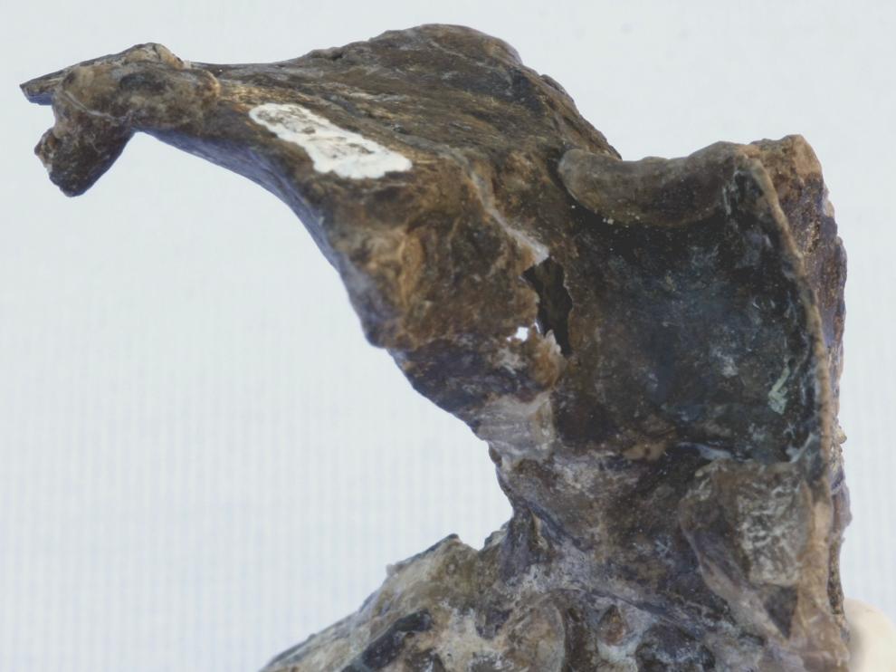 Hallan en la Patagonia argentina restos de un desconocido pájaro jurásico