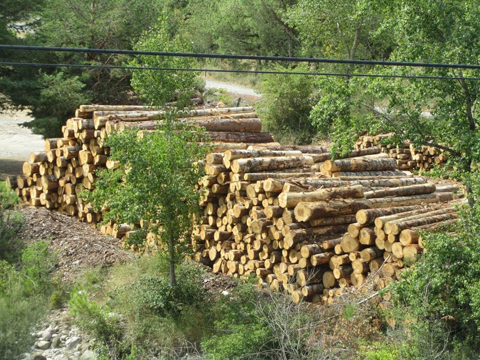 La tala en abetal de Laspuña