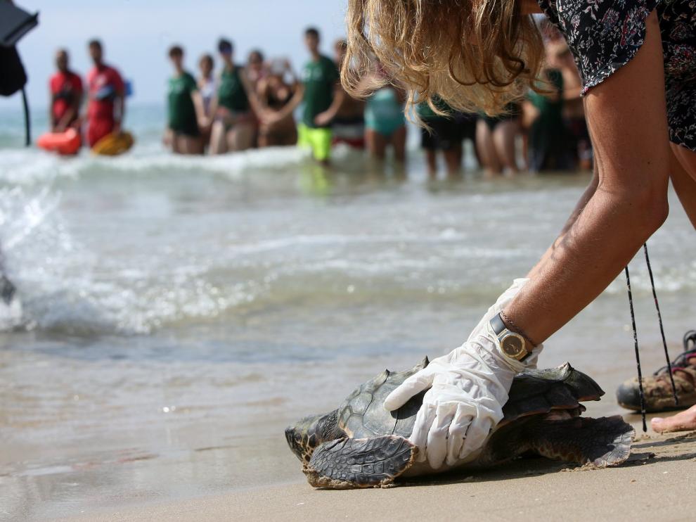 Una bióloga devuelve al mar a una de las tortugas marinas halladas en la playa Llarga de Tarragona.