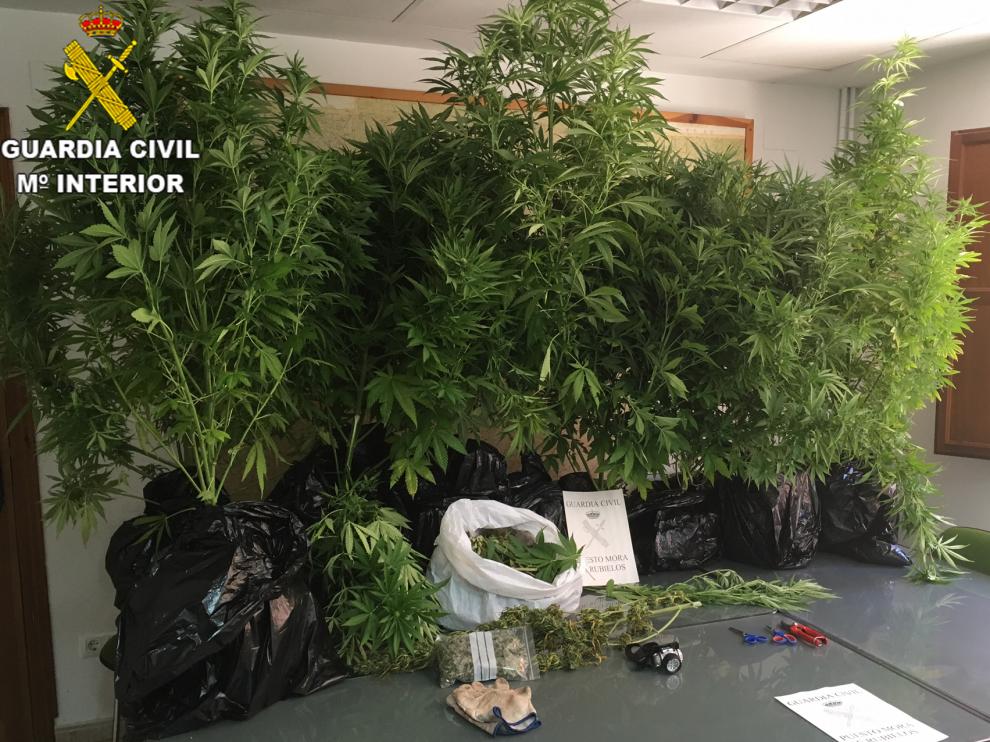 Plantas y materiales hallados por la Guardia Civil en el punto de cultivo desmantelado en Mora de Rubielos.