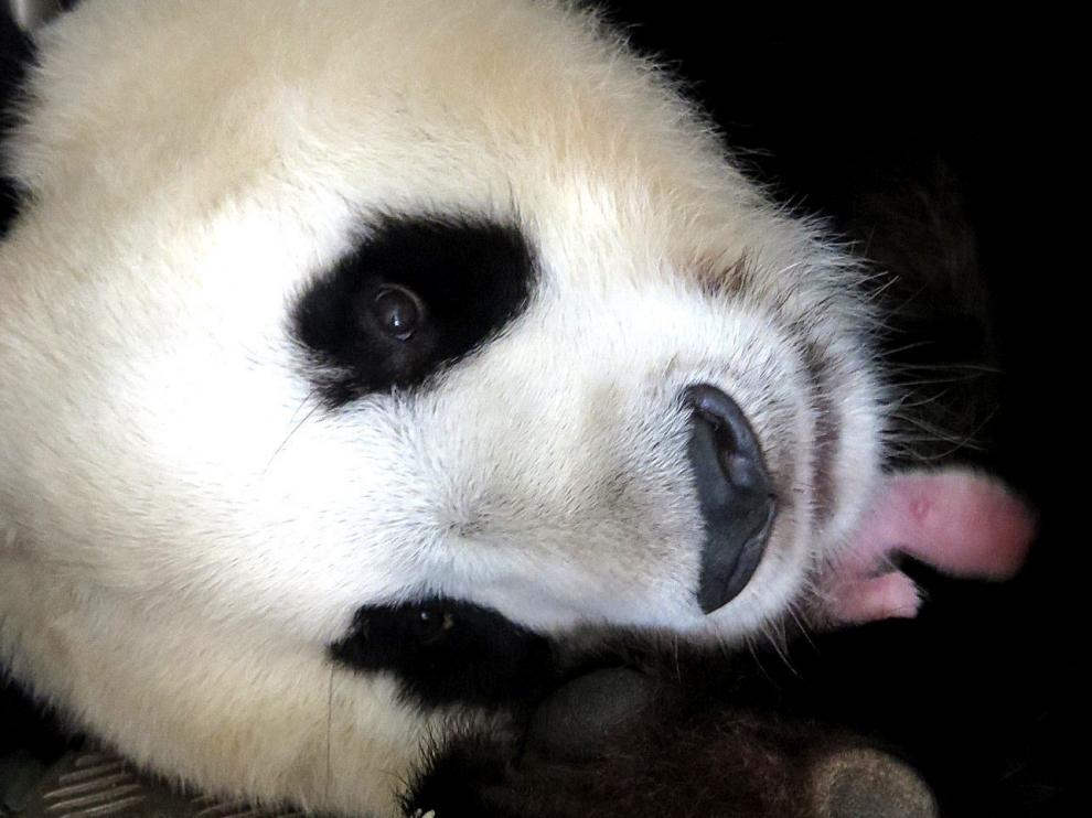 La oso panda gigante abraza a su cría, en el zoo Aquarium de Madrid.