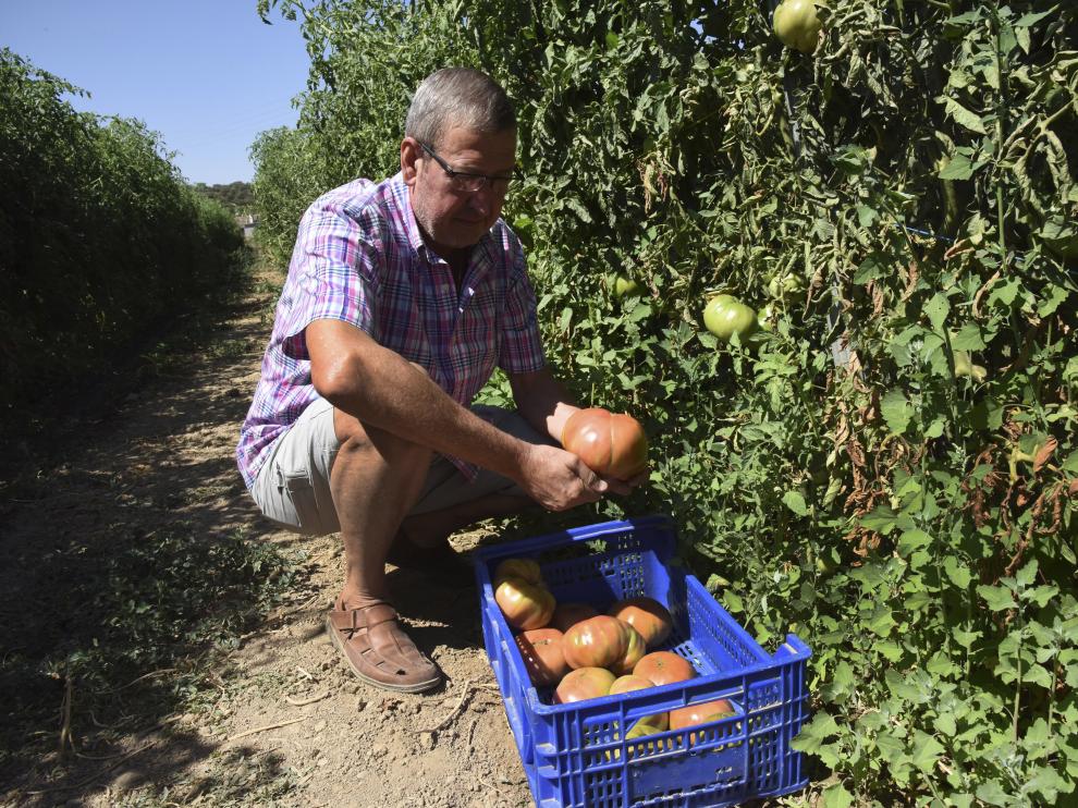 Recogida de tomate rosa en Barbastro