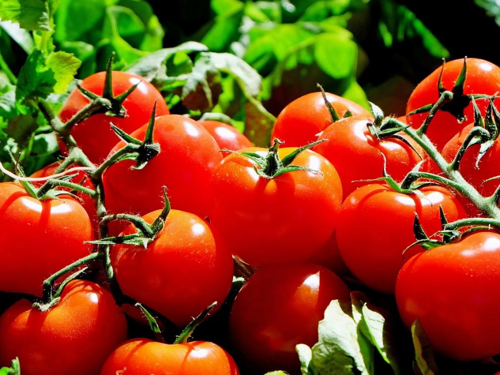 Durante el fin de semana se celebraron diversas catas, como las de tomate.