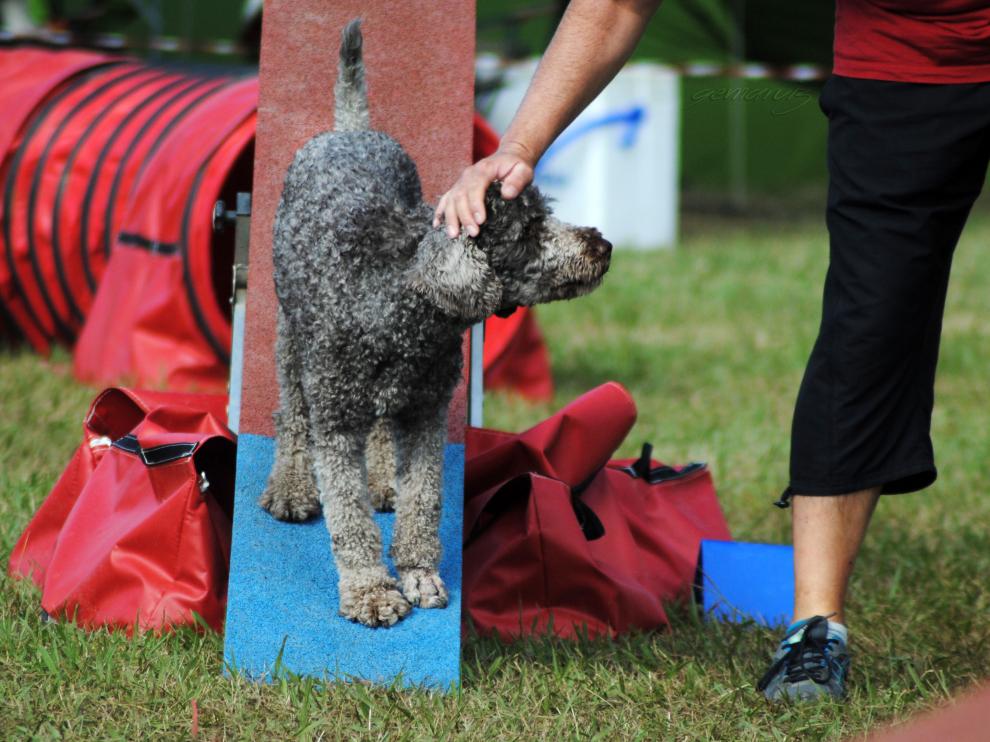 Perro de aguas premiado después de un balancín correcto.