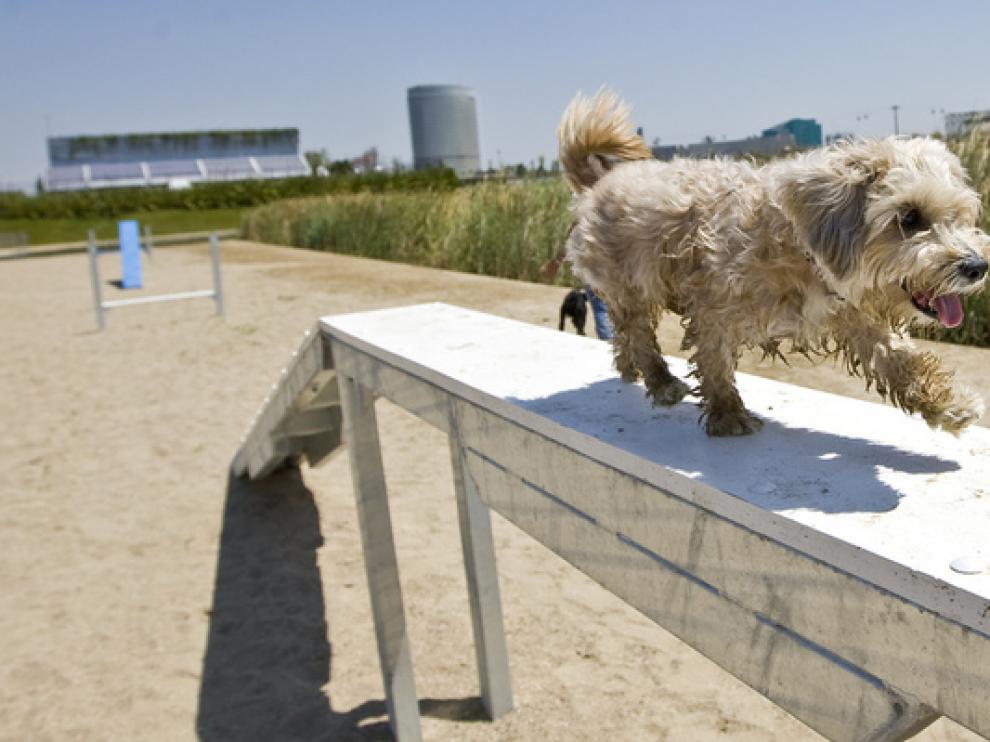 Un perro disfruta de la zona agility del Parque del Agua de Zaragoza.