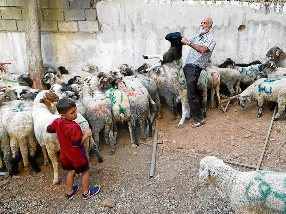 Corderos marcados y preparados para su venta en Jordania para celebrar la Fiesta del Sacrificio.