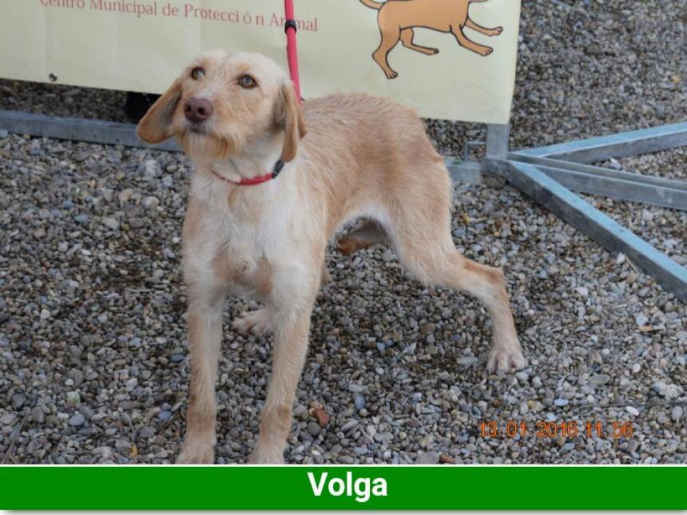 Perros en adopción.
