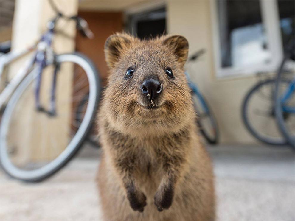 Los quokkas han acaparado las selfis por su curiosa sonrisa.