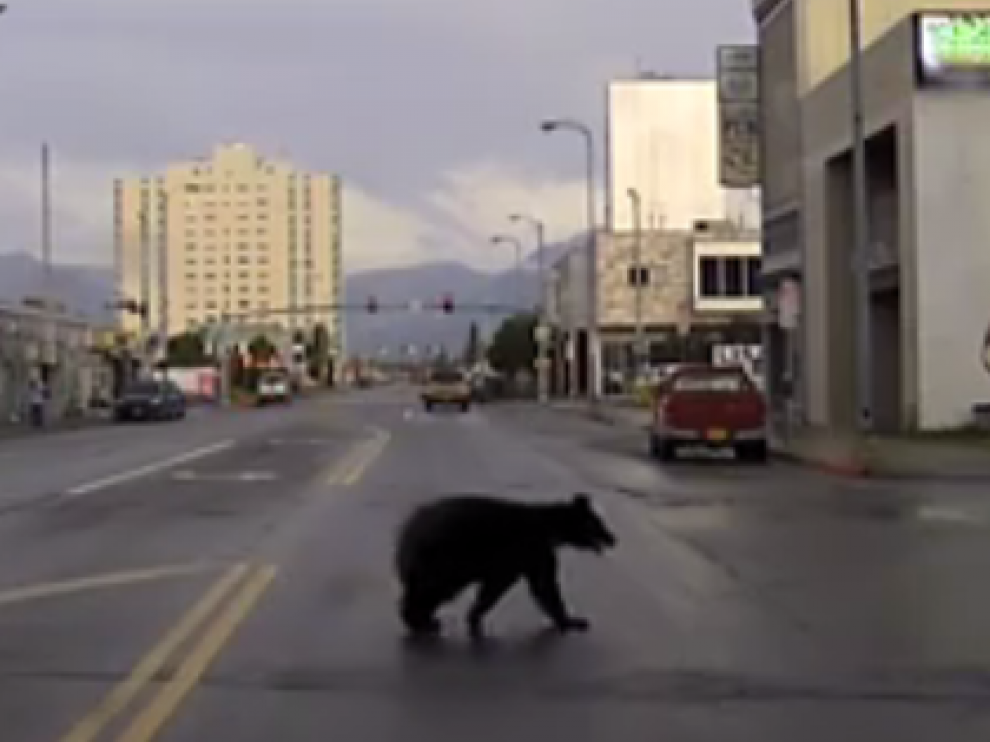 Un oso, 'de paseo' por el centro de una ciudad en Alaska.
