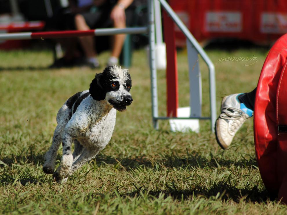 Una mascota, en un entrenamiento de 'agility'.