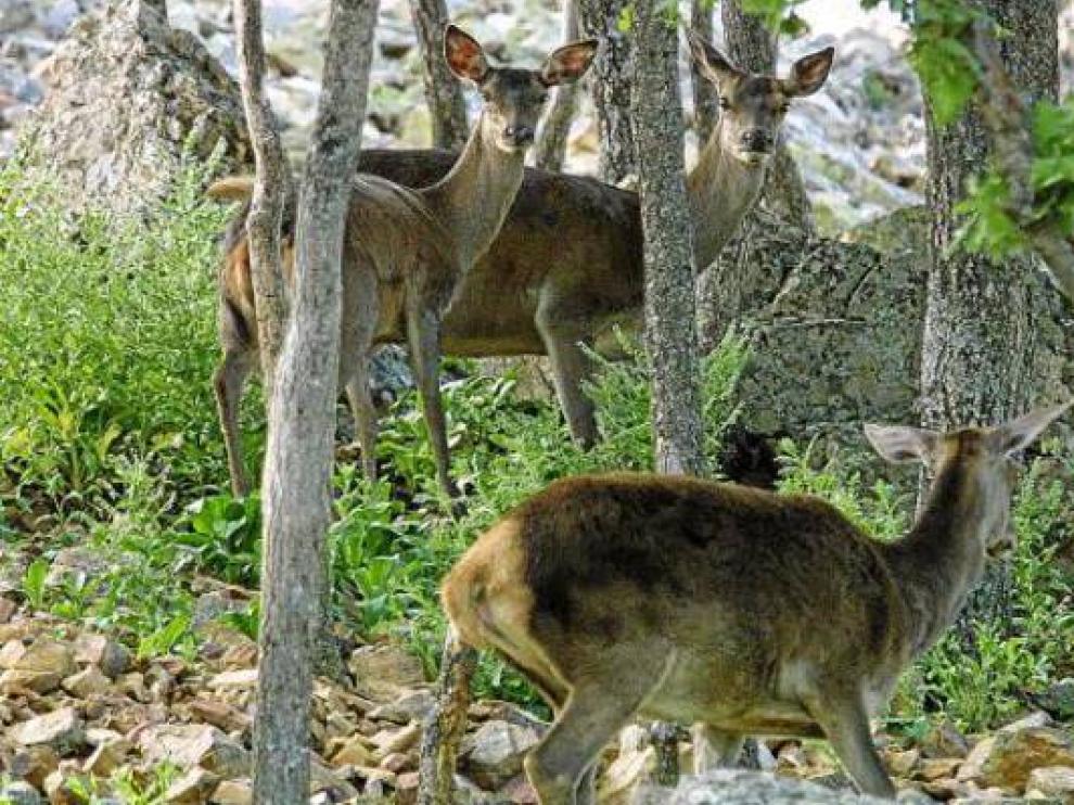 Varios ciervos en la reserva de caza de los Montes Universales.