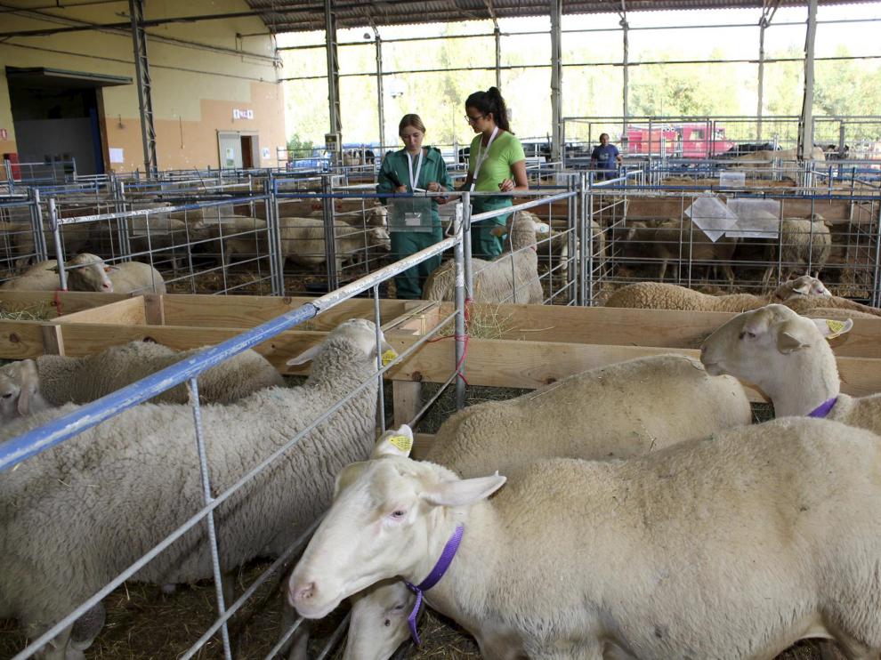 Ejemplares de ovejas de raza Rasa Aragonesa, predominante en el sector ovino.