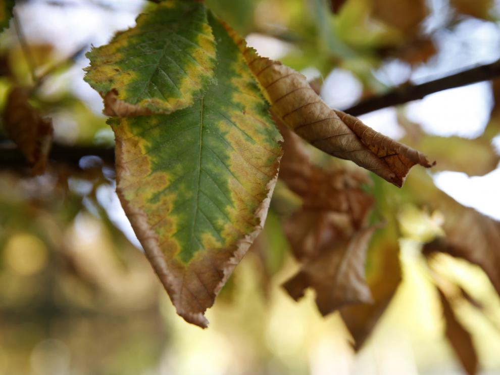 El otoño ya ha llegado a los árboles del Retiro de Madrid.