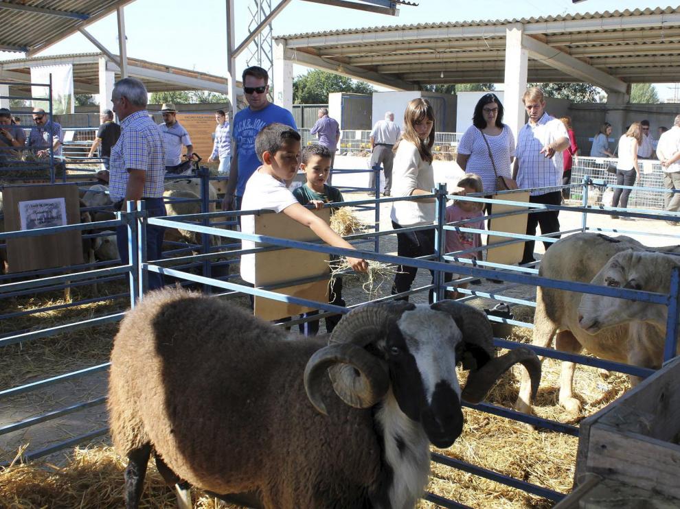 El público puede ver ejemplares de todas las razas autóctonas de Aragón.