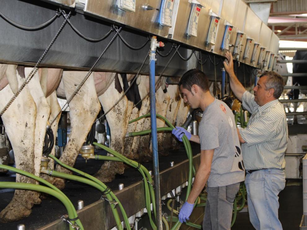 Instalaciones de Granja San José, en Tamarite de Litera (Huesca), una de las mayores explotaciones lácteas de Europa.