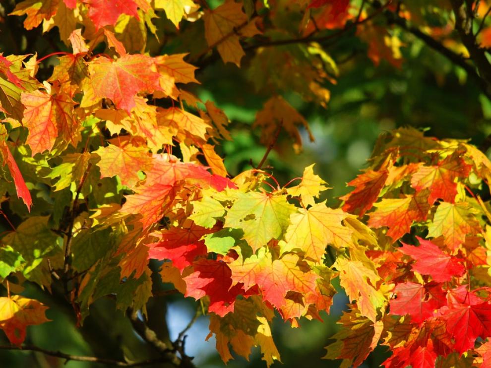 El otoño, que comenzó el jueves 22 de septiembre, conlleva una disminución de las horas solares y una ligera bajada de las temperaturas.