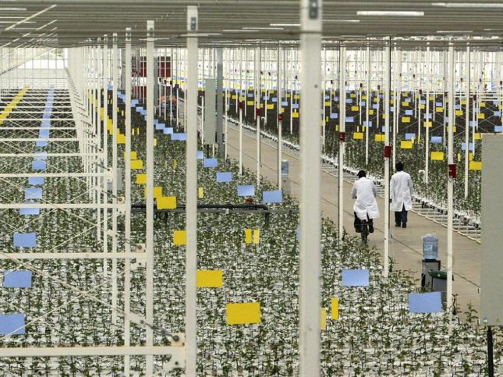 Vista del invernadero más grande de Europa dedicado al cultivo de rosas rojas Red Naomi en Garray (Soria).