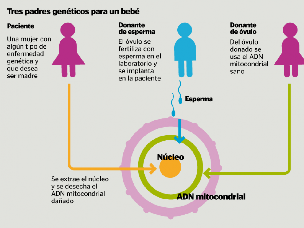 Tres personas aportan su ADN a un único bebé.