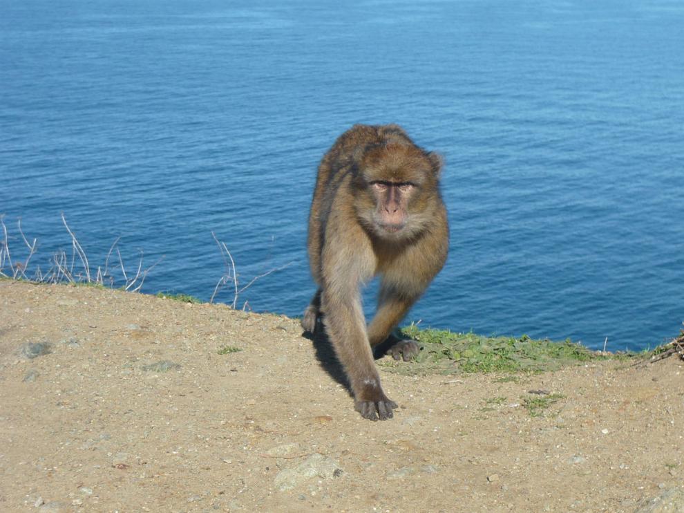 El mono de Gibraltar, una especie en peligro por su venta ilegal.