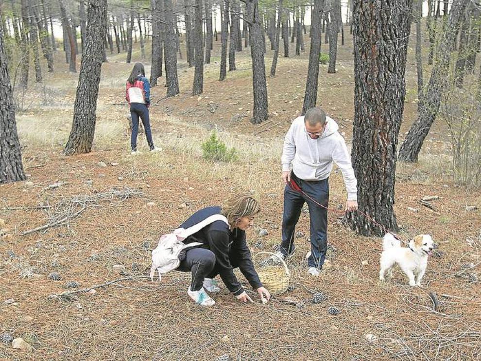 La recogida de setas y hongos es una práctica popular en otoño.