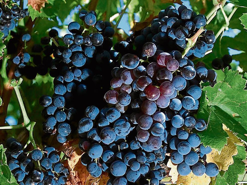 Racimos de uva tinta en unos viñedos de la Denominación de Origen Cariñena.
