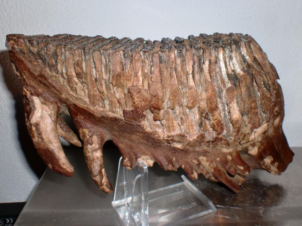 Parte de un esqueleto de mamut