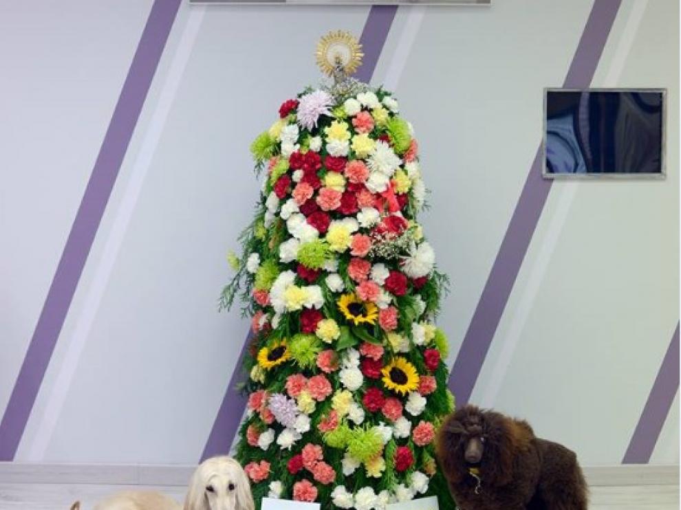 Ofrenda de flores canina