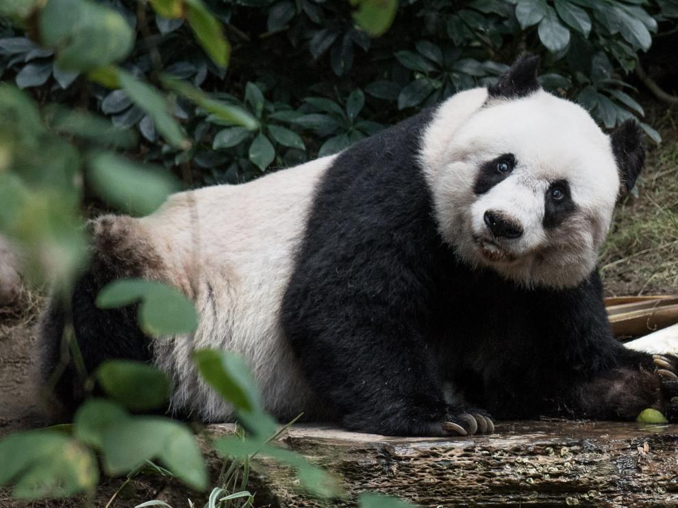 Muere Jia Jia, el oso panda más longevo del mundo