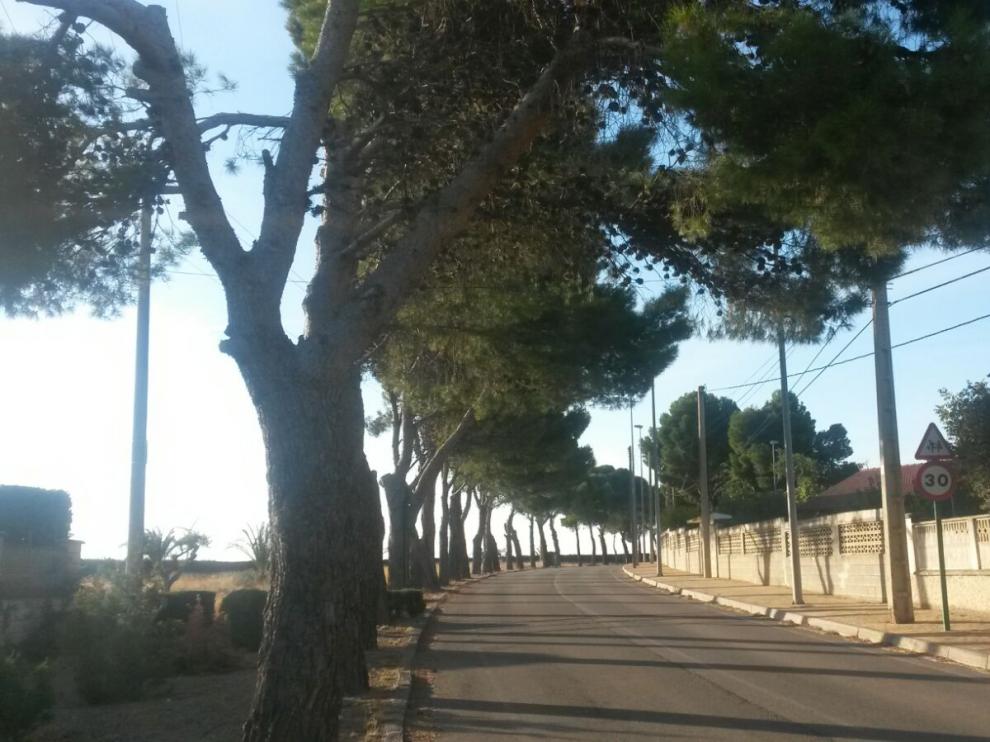 Pinos en la urbanización Alto de La Muela