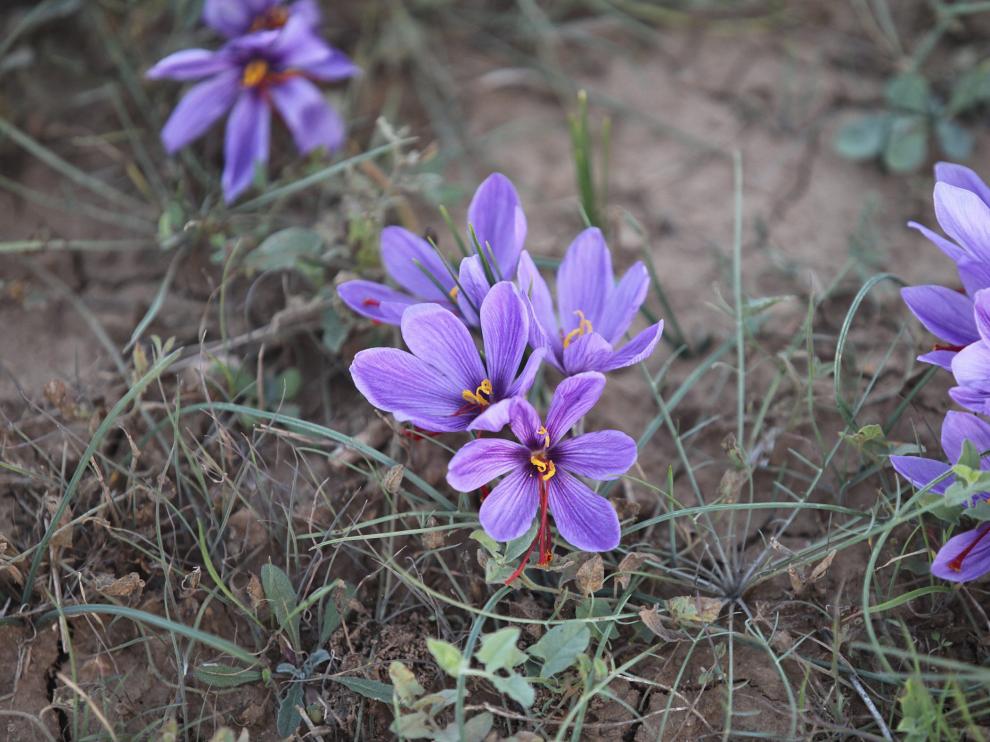 Cultivo de azafrán en huerto.