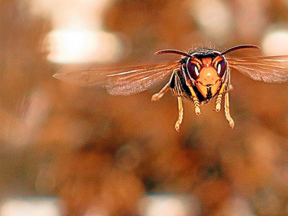 Un ejemplar de Vespa Velutina Nigrithorax o avispa asiática.