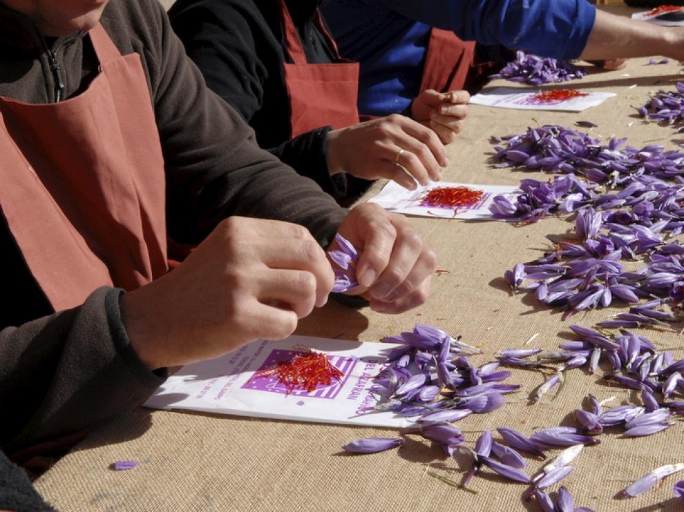 La técnica conocida como esbrinar consiste en separar el estigma de la flor del azafrán.
