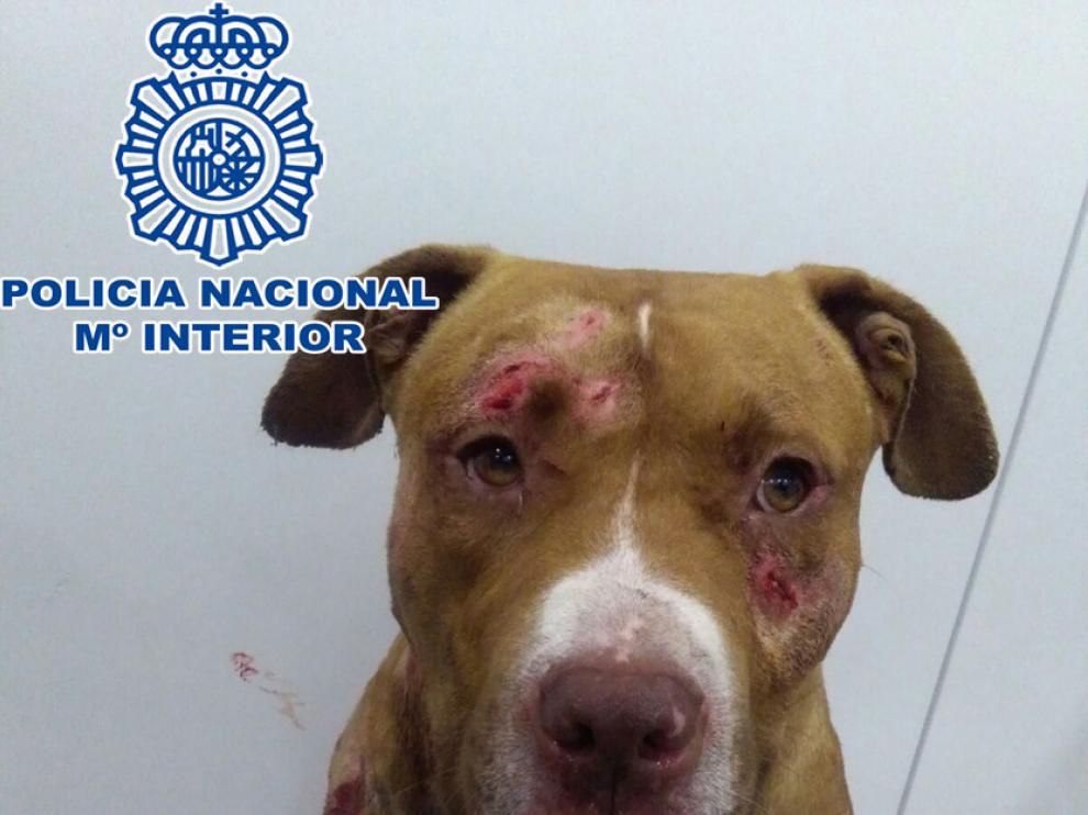 El perro rescatado por la Policía.