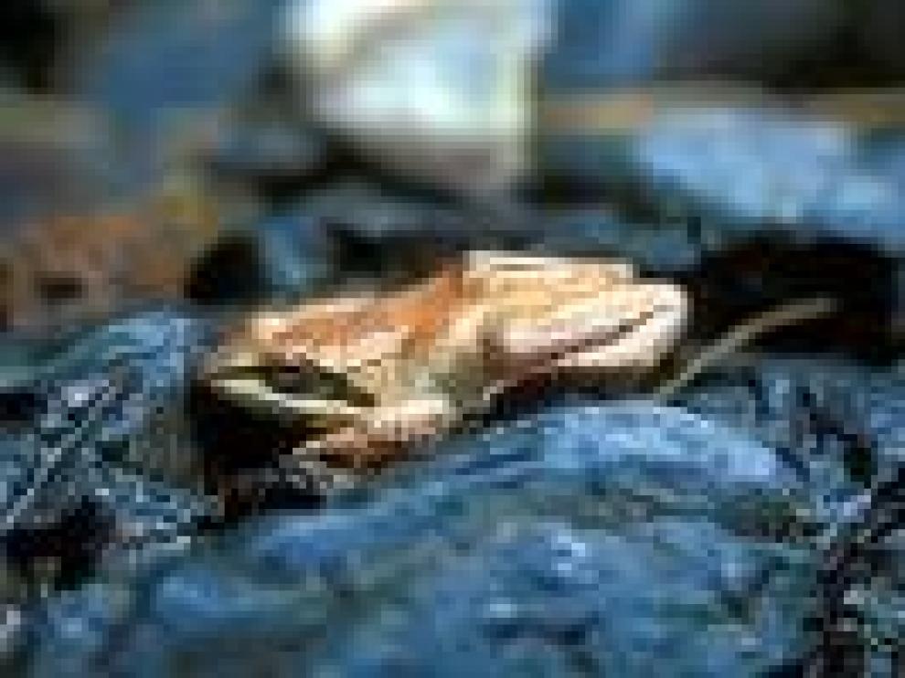 La rana pirenaica está catalogada como especie amenazada en Aragón.